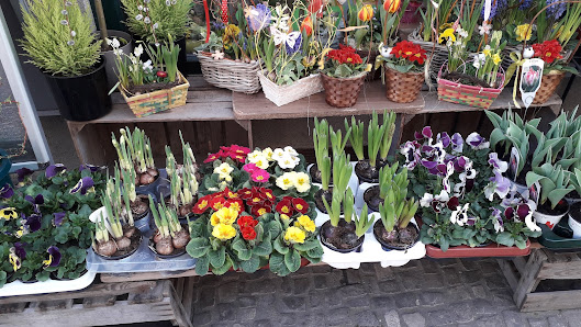 Blumen Raue