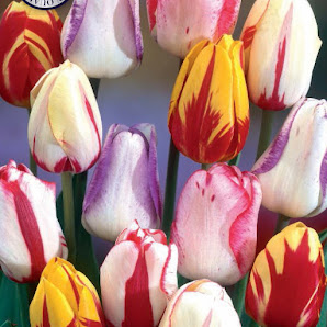 Rotter Blumenzwiebel