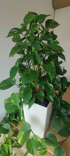 Schnittblumen & Topfpflanzen Handels GmbH Floristik 99