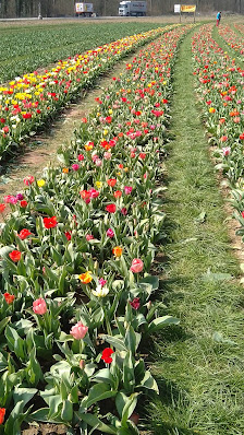 Frische Blumen zum Selberpflücken