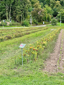 Blumen selbst schneiden (Blumen Bär)