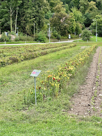 Blumen selbst schneiden (Blumen Bär)