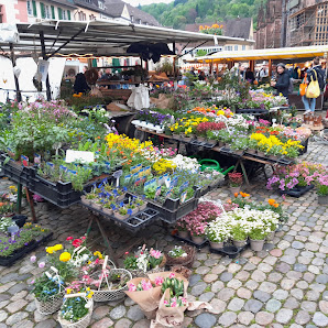 Kost Floristik & Gartenpflanzen Verkauf Münstermarkt Freiburg