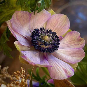 AlphaFlor - Blumen und Pflanzenkultur Freiburg