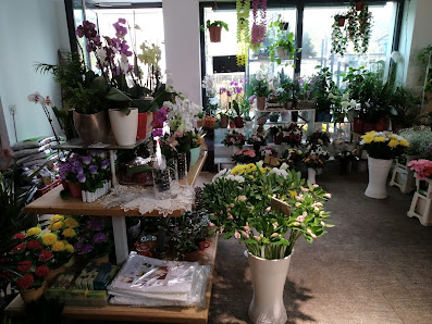 Blumen & Pflanzen Maiglöckchen