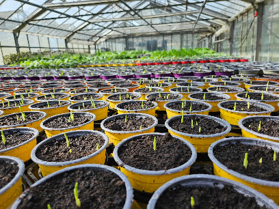 Gärtnerei Gäng Blumen Floristik Kräuter