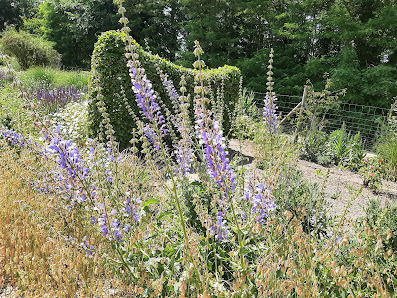 Gärtnerei & Salbeigarten - Frank's Salvias