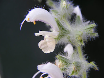 Gärtnerei & Salbeigarten - Frank's Salvias
