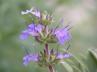Gärtnerei & Salbeigarten - Frank's Salvias