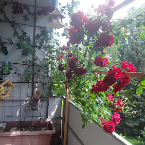 Wiedmaier Garten