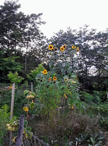 Wiedmaier Garten