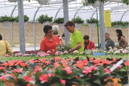 Blumen Rombach