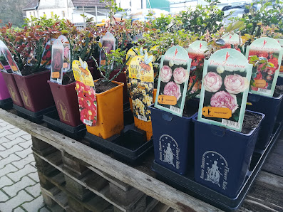Gärtnerei Kech - Blumen und Garten