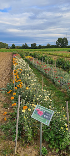 Blumen zum selbstschneiden