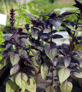 DEMETER Gärtnerei Kräutergarten Urban GbR