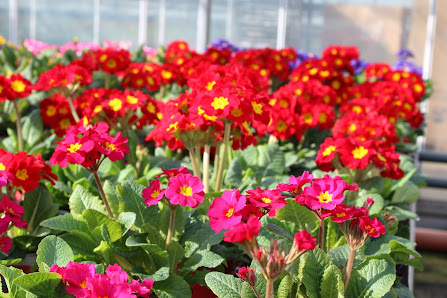 Schmidt Blumen