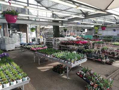 Blumen Nicolaye