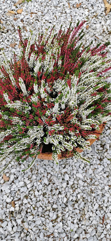 Blumen Dückers