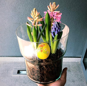 Blumen Sanaria