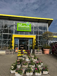 Blumen Risse Blumenmarkt Würselen