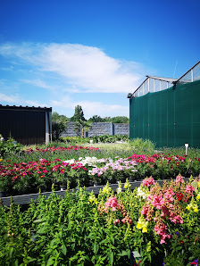 Blumen Kuivenhoven GmbH