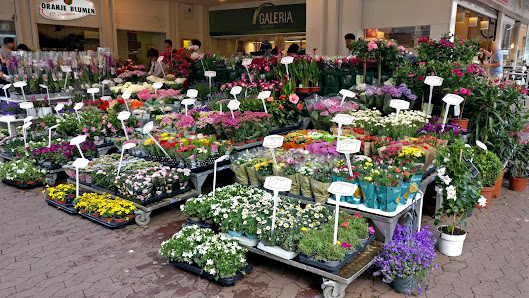 Oranje Blumen P. F. Overdevest