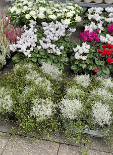 Blumenhaus Arshad