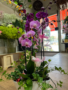 N&M Blumen-Pflanzen