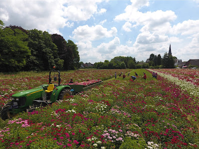 Moll Gärtnerei & Blumen
