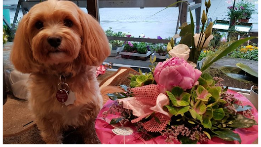 Uschi´s Blumen & Geschenke Eck