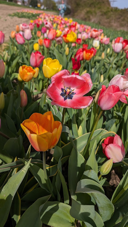 Blumengeschäft in Mainz