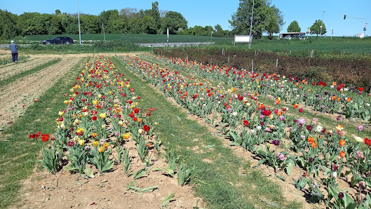 Blumen selbst Schneiden - Blumen_by_Berges