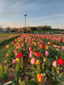 Blumen selbst Schneiden - Blumen_by_Berges