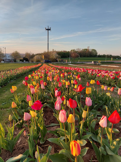 Blumen selbst Schneiden - Blumen_by_Berges