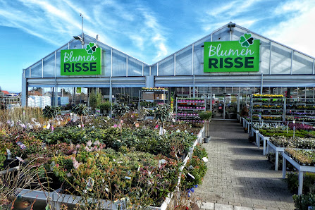 Blumen Risse Blumenmarkt Ingelheim