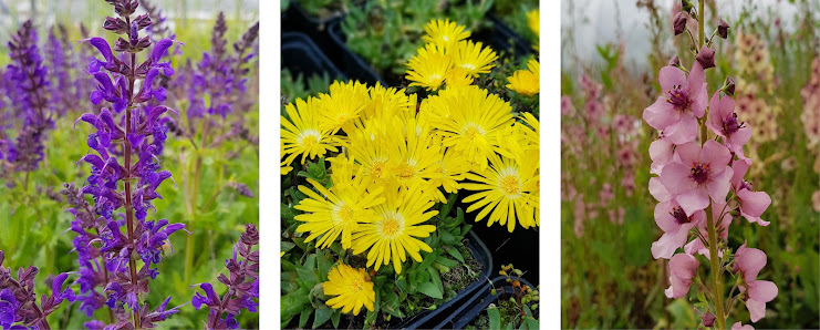 K&K Stauden (Gärtnerei)