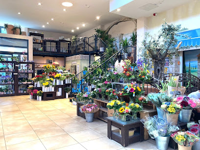 Blumen Edelweiß Kassel