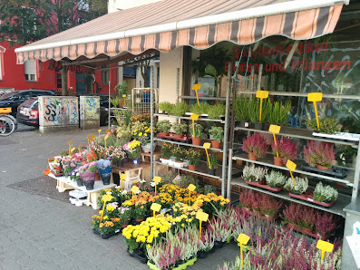 Blumen