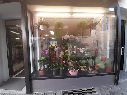 Blumen Rosenkönig