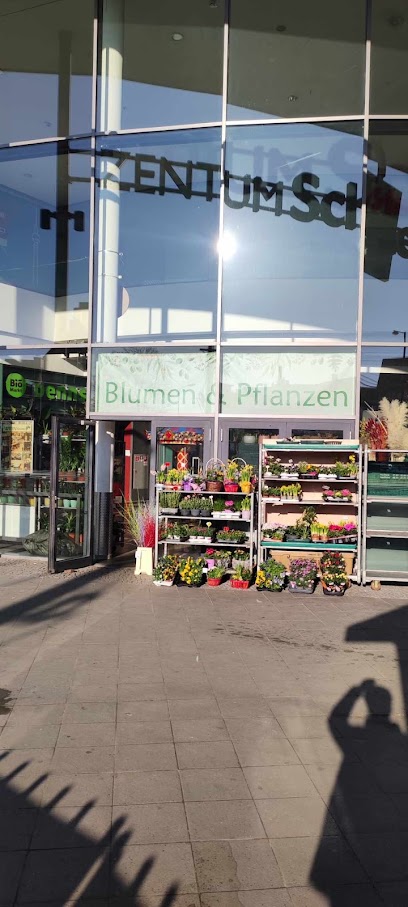 Linda blumen