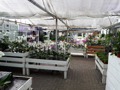 Orchideen Lucke, Inh. Jörg Frehsonke