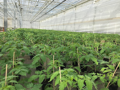 Bio Jungpflanzen Wunderlich