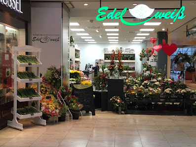 Blumen Edelweiß Erfurt Thüringenpark Nord