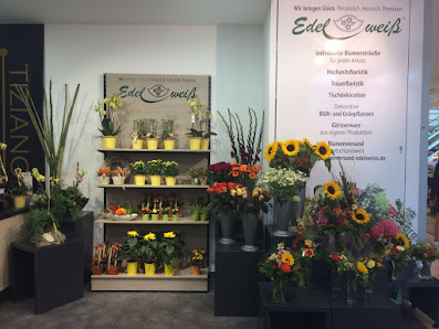 Blumen Edelweiß Erfurt Thüringenpark Süd