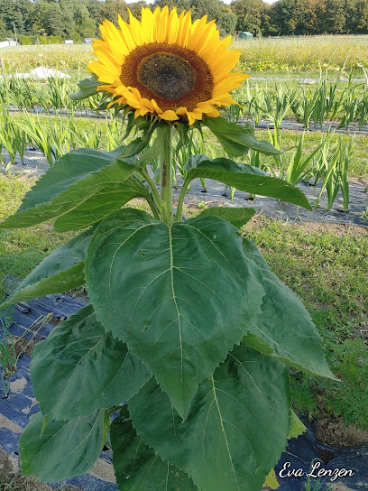 Bullerschen Blumen- & Gemüse-Feld Selbstbedienung