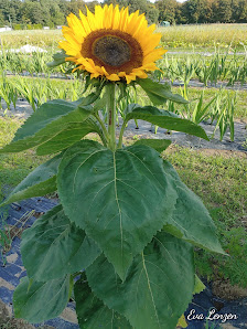 Bullerschen Blumen- & Gemüse-Feld Selbstbedienung