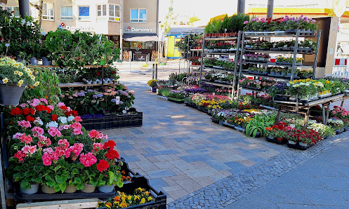 Linda Blumen Laden