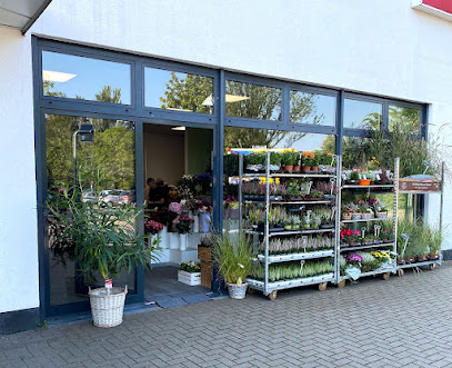 Blumen Edelweiß Erfurt Melchendorfer Markt