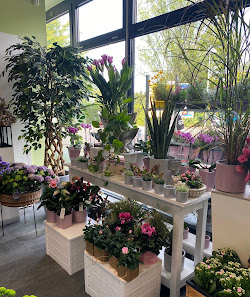 Blumen Edelweiß Erfurt Melchendorfer Markt