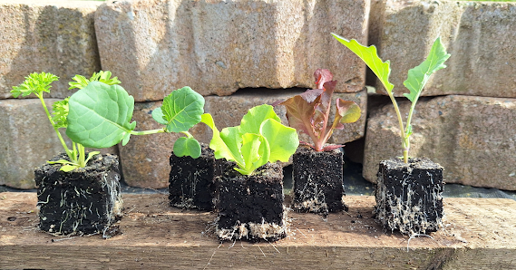 Gartenbau Thomas Rubach